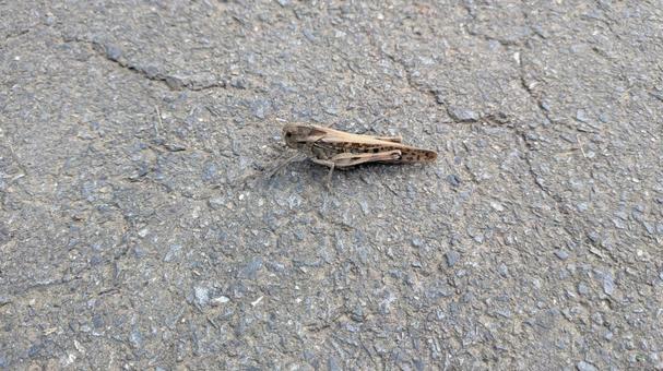 バッタの写真