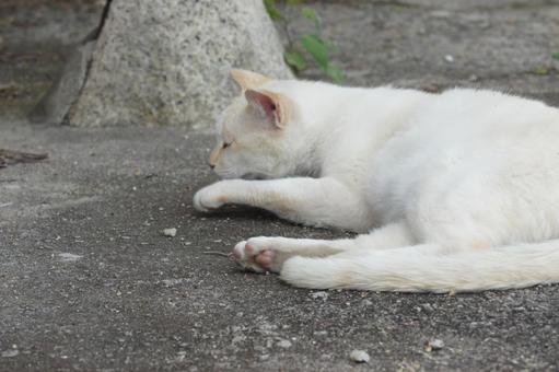 ねこ ねこの写真