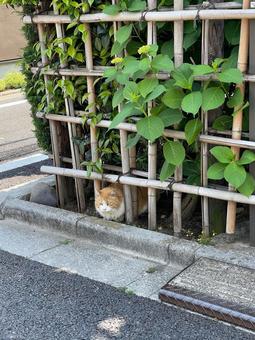 竹の柵からひょっこり顔を出す猫 竹の柵からひょっこり顔を出す猫 野良猫,地域猫,猫の写真素材