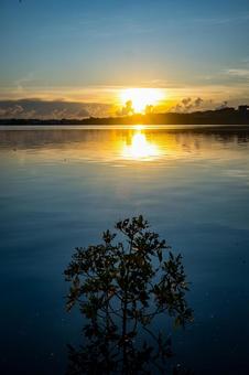 パラオの朝焼けとマングローブ 空,気象,朝焼けの写真素材