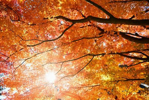 赤く染まる楓と木漏れ日 赤く染まる楓と木漏れ日 紅葉,木漏れ日,楓の写真素材