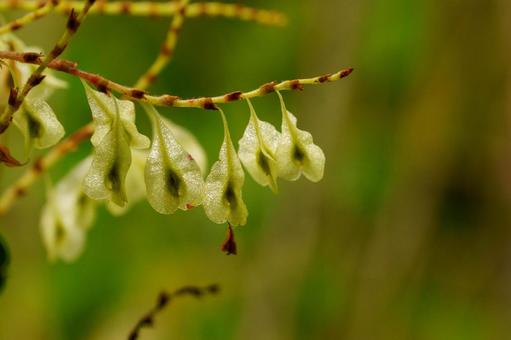秋の野原のオニドコロの実 植物,緑色,自然の写真素材