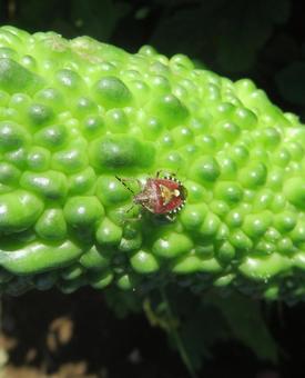 カメムシ カメムシ ブチヒゲカメムシ,害虫,ゴーヤの写真素材