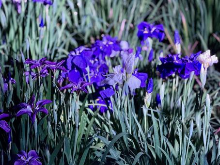 Horikiri Iris Garden at night Illuminated irises, JPG