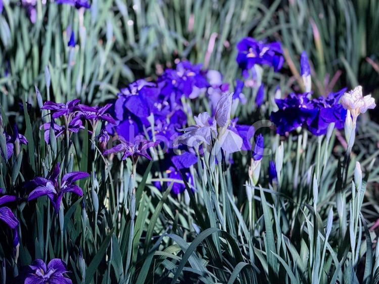 夜の堀切菖蒲園　ライトアップされる菖蒲 堀切菖蒲園,5月,菖蒲の写真素材