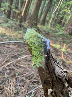 コケ コケ 木材,自然,木の写真素材