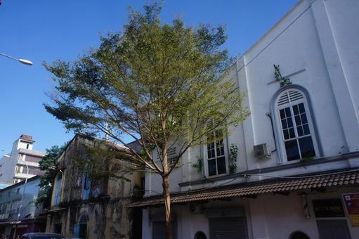 Photo, wood, street tree, blue sky, 