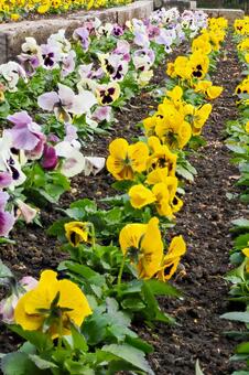 パンジー⑾ 花,パンジー,花壇の写真素材