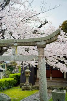 鳥居と桜 鳥居と桜の写真