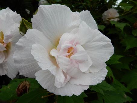 【花の写真】スイフヨウの花の写真