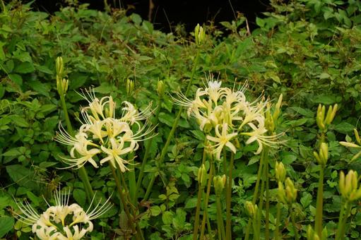 白いヒガンバナ 白いヒガンバナ 彼岸花,白,植物の写真素材