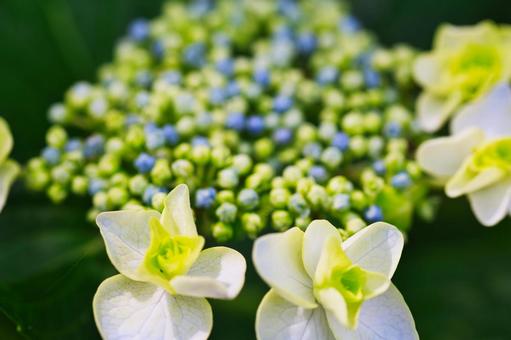 白い紫陽花 白い紫陽花 花,紫陽花,植物の写真素材
