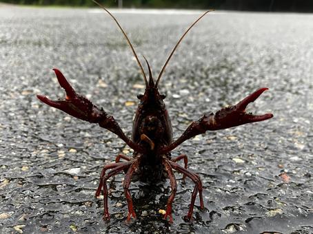 威嚇しているアメリカザリガニ 威嚇しているアメリカザリガニの写真