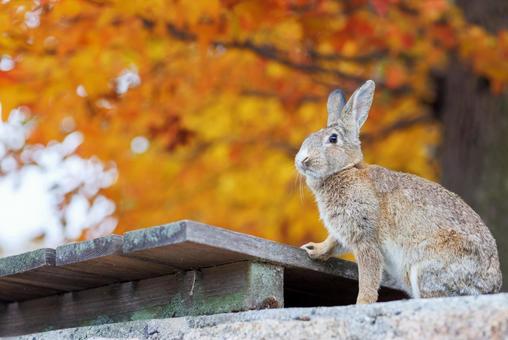 大久野島の兎 大久野島の兎 うさぎ,大久野島,野生動物の写真素材