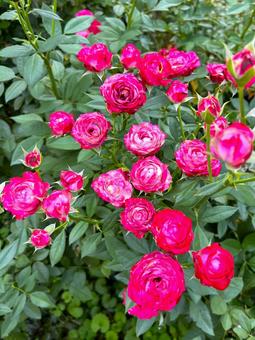 秋のバラ園の写真