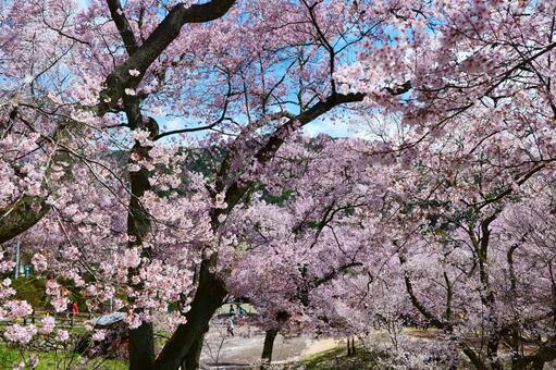 高遠城址公園の桜。4月中旬。 さくら,桜,タカトオコヒガンザクラの写真素材