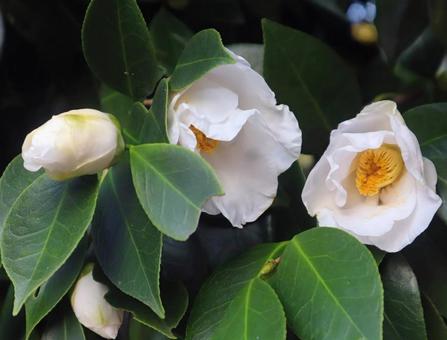 初雁 椿,花,flowerの写真素材