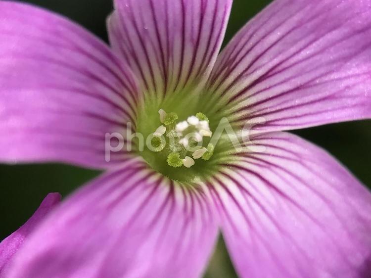神田川4月：ムラサキカタバミの花 ムラサキカタバミ,紫片喰,マクロの写真素材