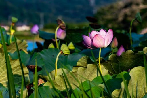 ハス ハスの写真