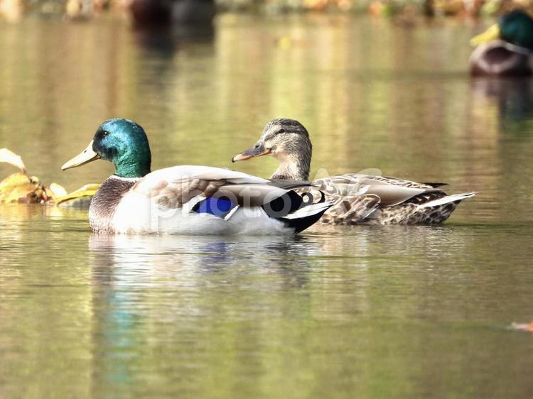 川面を泳ぐマガモのオスとメス 鳥,野鳥,マガモの写真素材