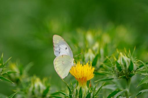 Monad butterfly (31), JPG