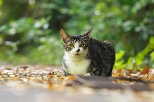 猫の顔 猫の顔 猫,野良猫,可愛い猫の写真素材