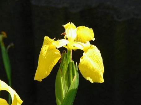 Photo, kishoub, flower, iris, 