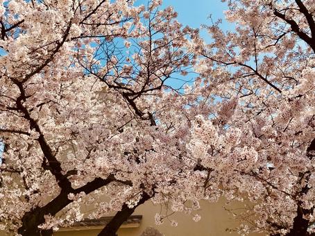満開の桜 満開の桜の写真