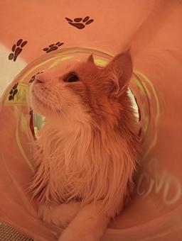 トンネルの猫 トンネルの猫の写真
