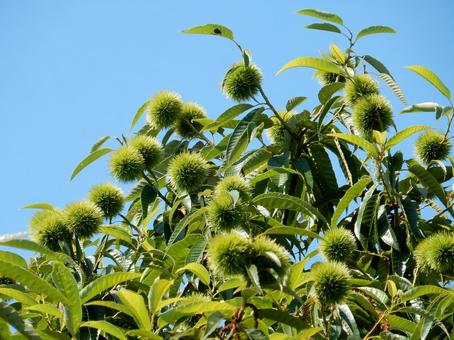 【植物写真】イガグリ(毬栗) 【植物写真】イガグリ(毬栗) イガグリ,毬栗,自然の写真素材