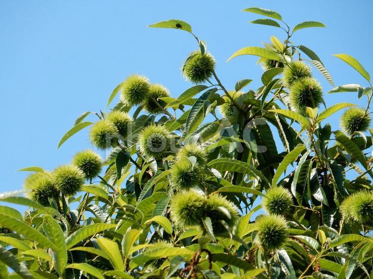 【植物写真】イガグリ（毬栗） イガグリ,毬栗,自然の写真素材