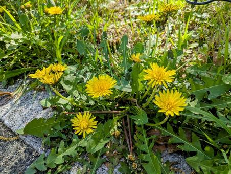 春に咲き誇るたんぽぽ 野草 春に咲き誇るたんぽぽ 野草 たんぽぽ,花,春の写真素材