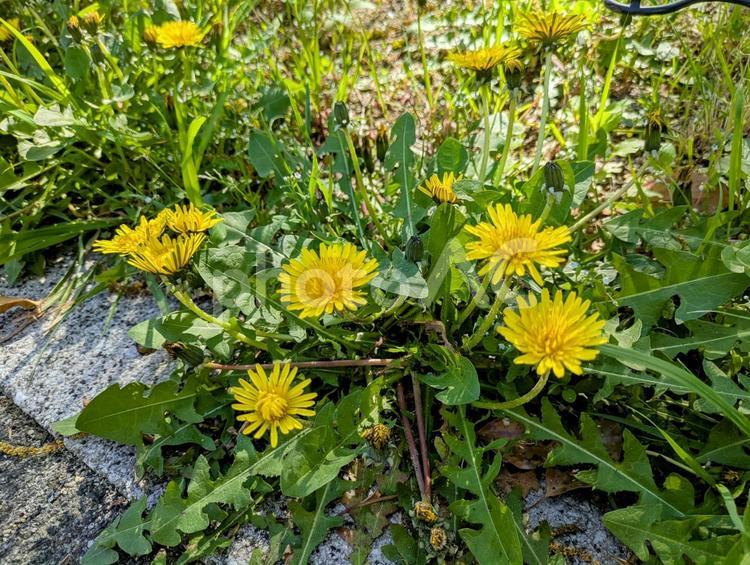 春に咲き誇るたんぽぽ　野草 たんぽぽ,花,春の写真素材