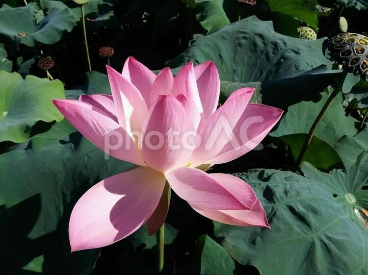 花 蓮 はす ハス Lotus 清らかな心 神聖 14 - No: 2881847｜写真素材なら「写真AC」無料（フリー）ダウンロードOK