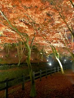 紅葉 紅葉の写真