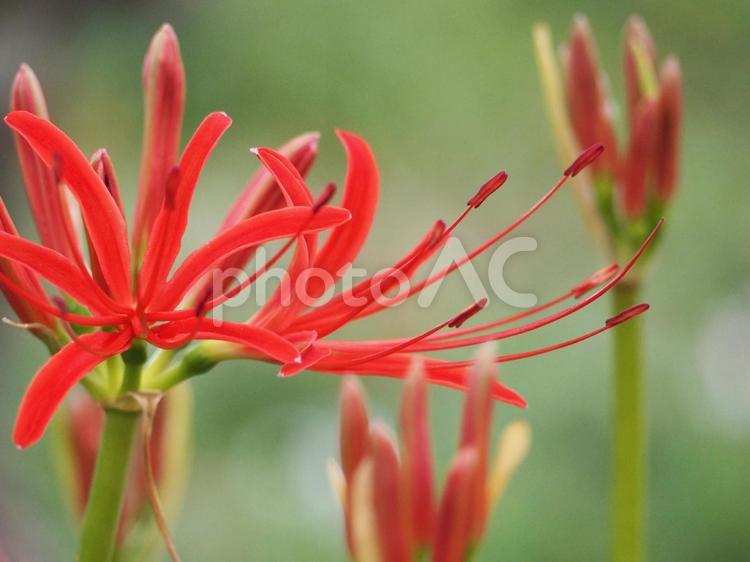 彼岸花　咲き始め① ヒガンバナ,彼岸花,曼珠沙華の写真素材