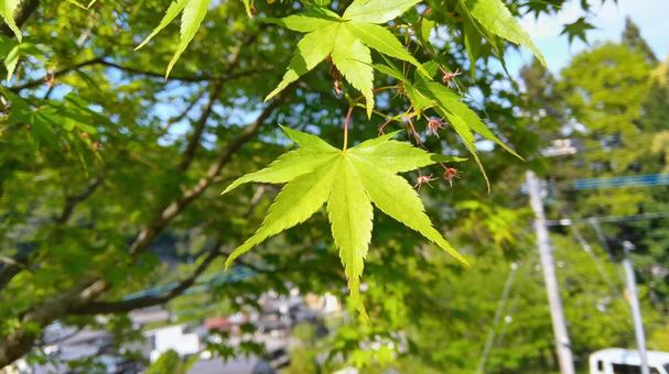 新緑 新緑 の写真