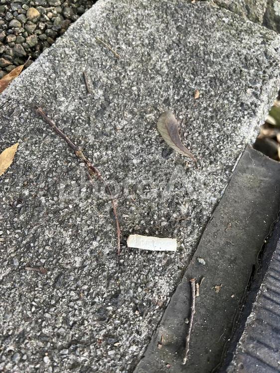 大分県日田市　ゴミ拾い ゴミ,ゴミ拾い,吸い殻の写真素材