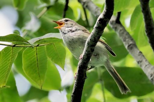 ホーホケキョ５ 鶯,うぐいす,ウグイスの写真素材