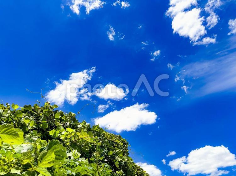 森と青い空と雲 青空,森,雲の写真素材