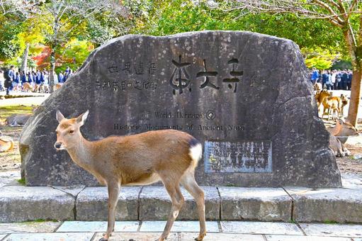 奈良公園の鹿 奈良公園,鹿,シカの写真素材