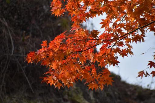 紅葉の風景 紅葉,もみじ,秋の写真素材