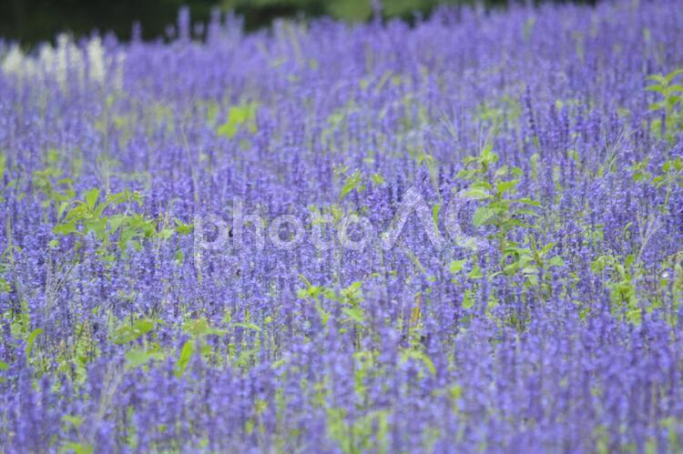 背景　サルビアの花畑 背景,花,サルビアの写真素材