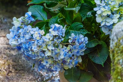 淡い青色の紫陽花と緑の葉 淡い青色の紫陽花と緑の葉 紫陽花,青,花の写真素材