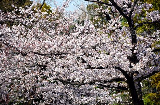 石神井川の桜 石神井川の桜の写真