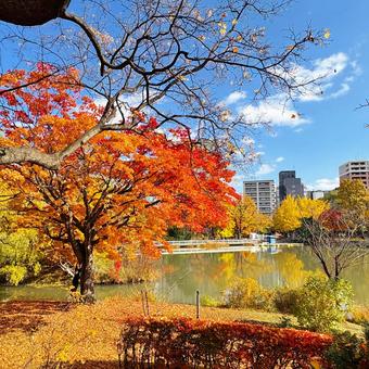 紅葉 札幌 中島公園6 中島公園,紅葉,池の写真素材