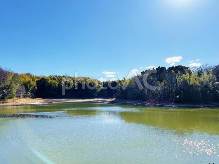 公園の池と木々と青空 公園,池,水面の写真素材