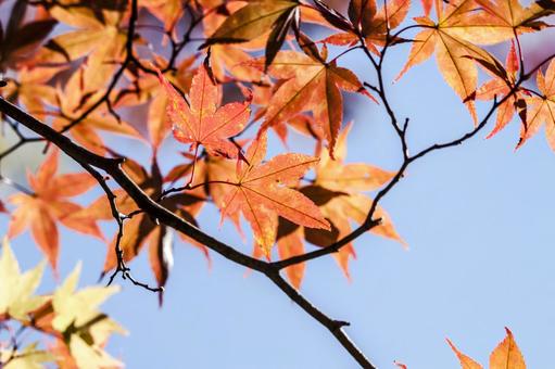 Photo, autumn leaves, maple, momiji, 