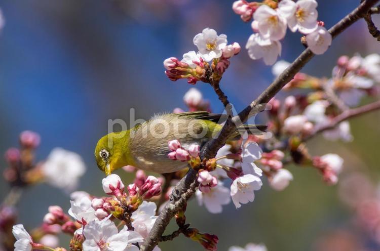 花が咲いた桜の木にとまる野鳥、メジロ メジロ,桜,青空の写真素材
