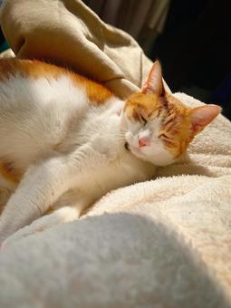 日だまりで心地よくお昼寝する茶白猫 日だまりで心地よくお昼寝する茶白猫 猫,ねこ,茶白猫の写真素材